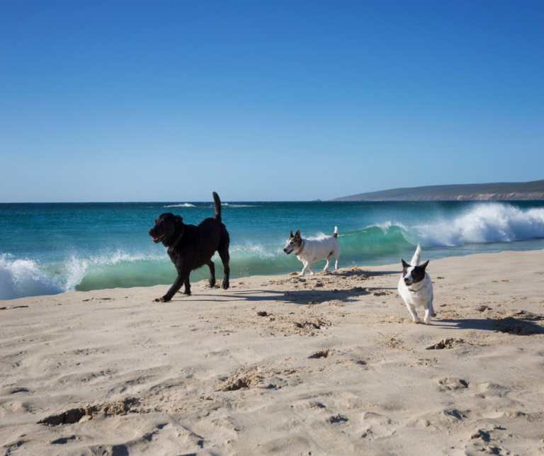 Viajar con perros