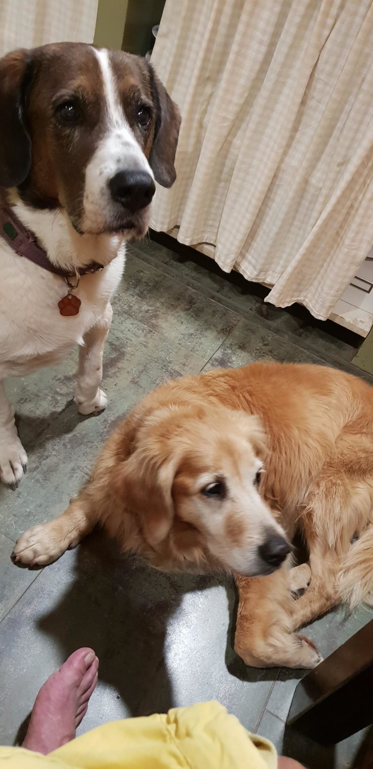 🖤 LA PÉRDIDA 🖤