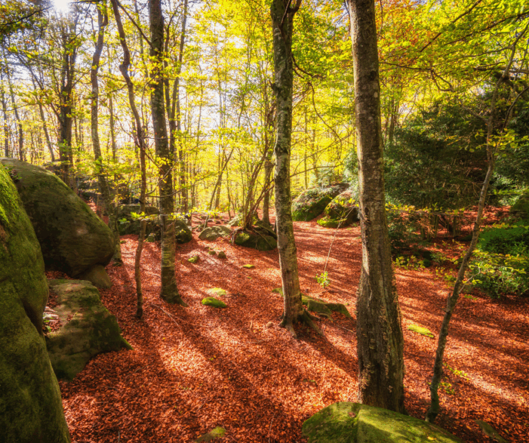 5 rutas de senderismo dog friendly en Girona